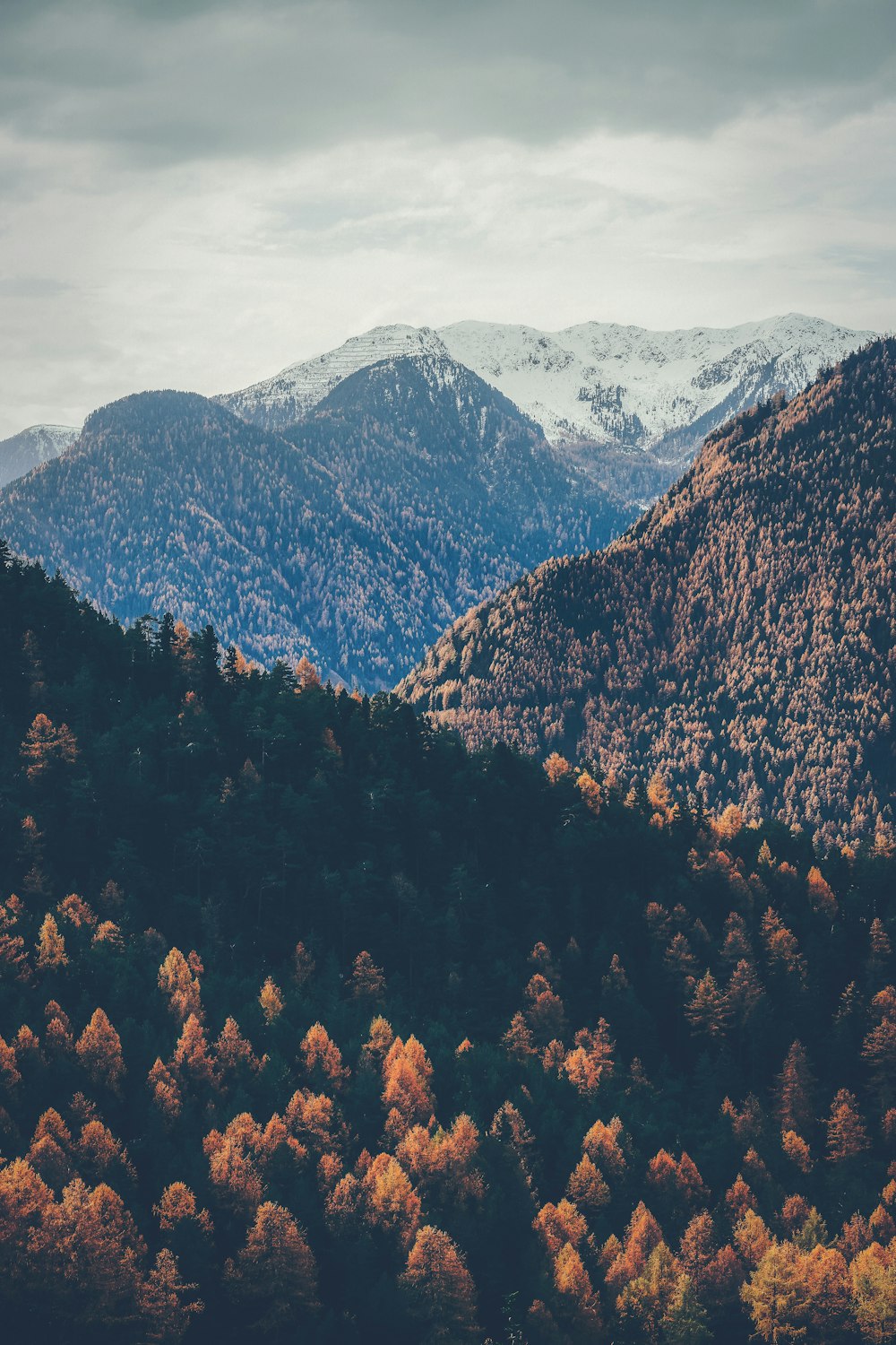 brown trees near mountains under cloudy sky