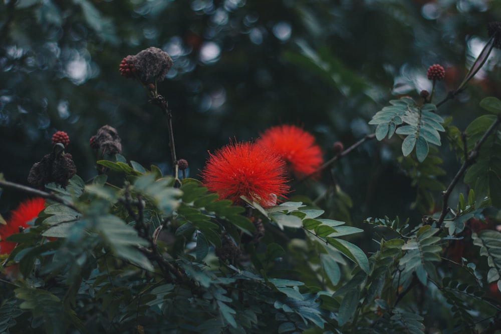 shallow focus photo of red flowers