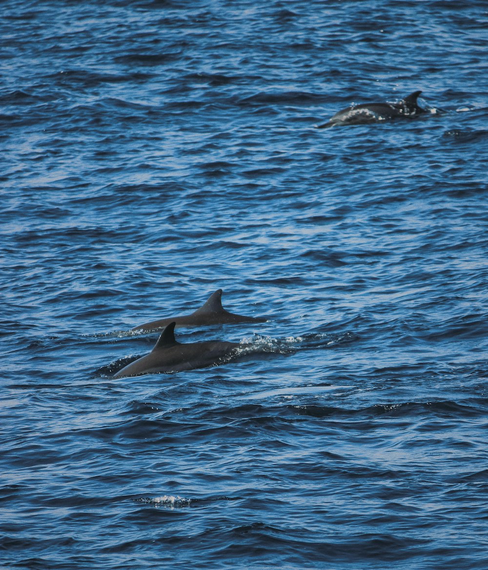 three dolphins on body of water during daytime