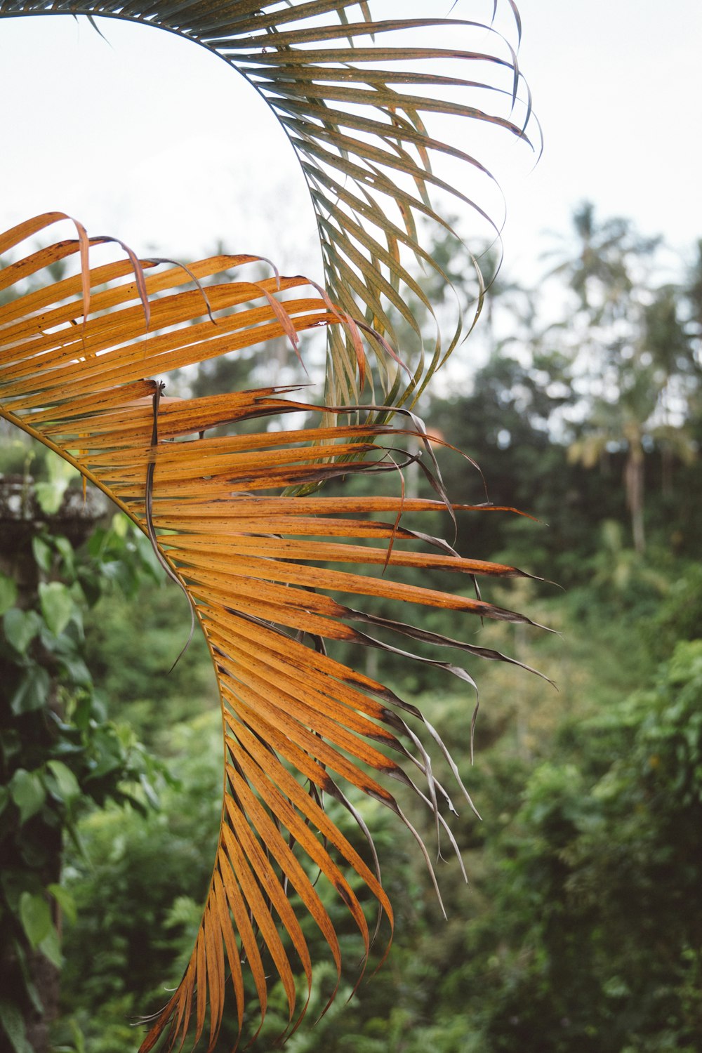 green and brown palm leaves