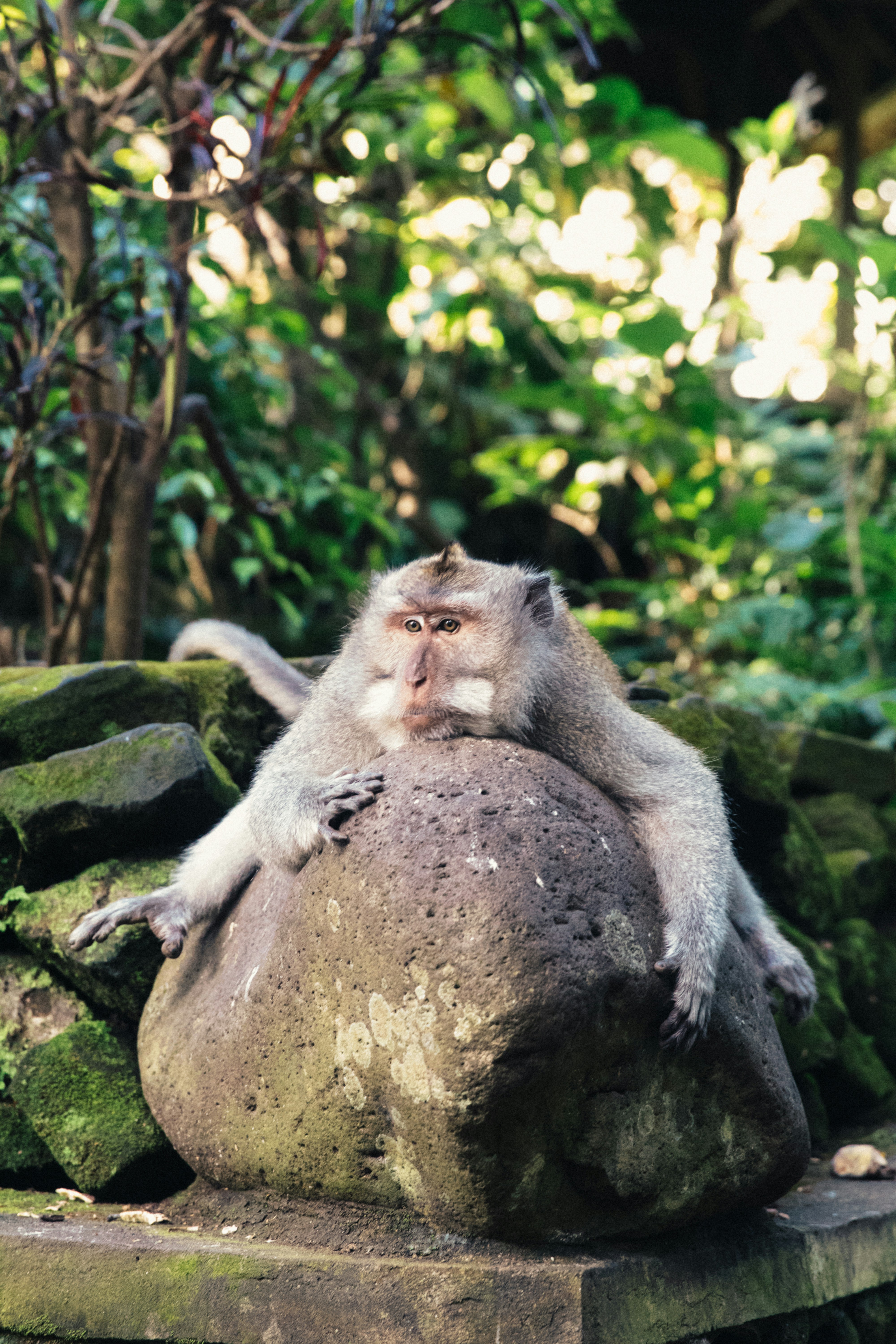 baboon laying on gray rock