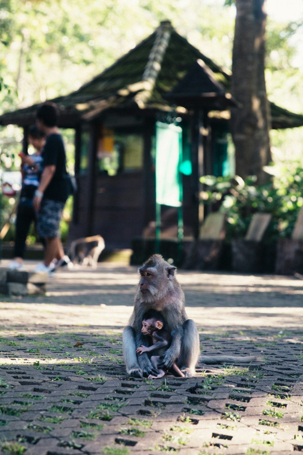 two monkey sitting on gray blocks during daytime