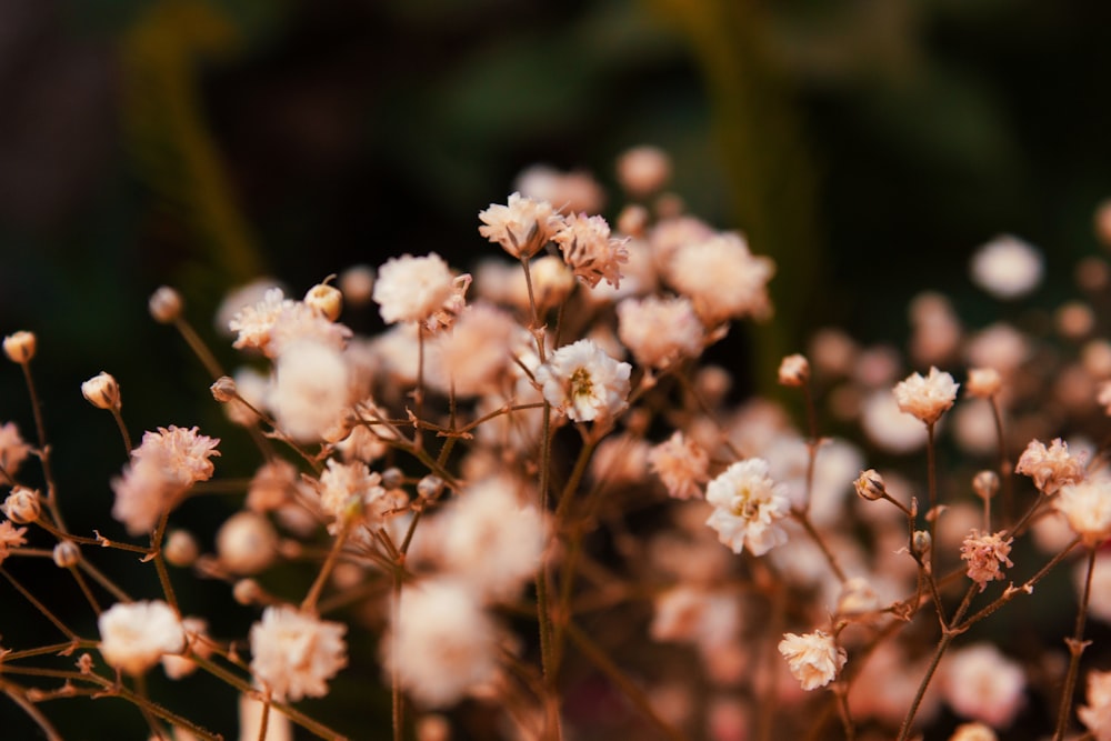 Floración de flores de pétalos blancos durante la fotografía de enfoque selectivo diurna
