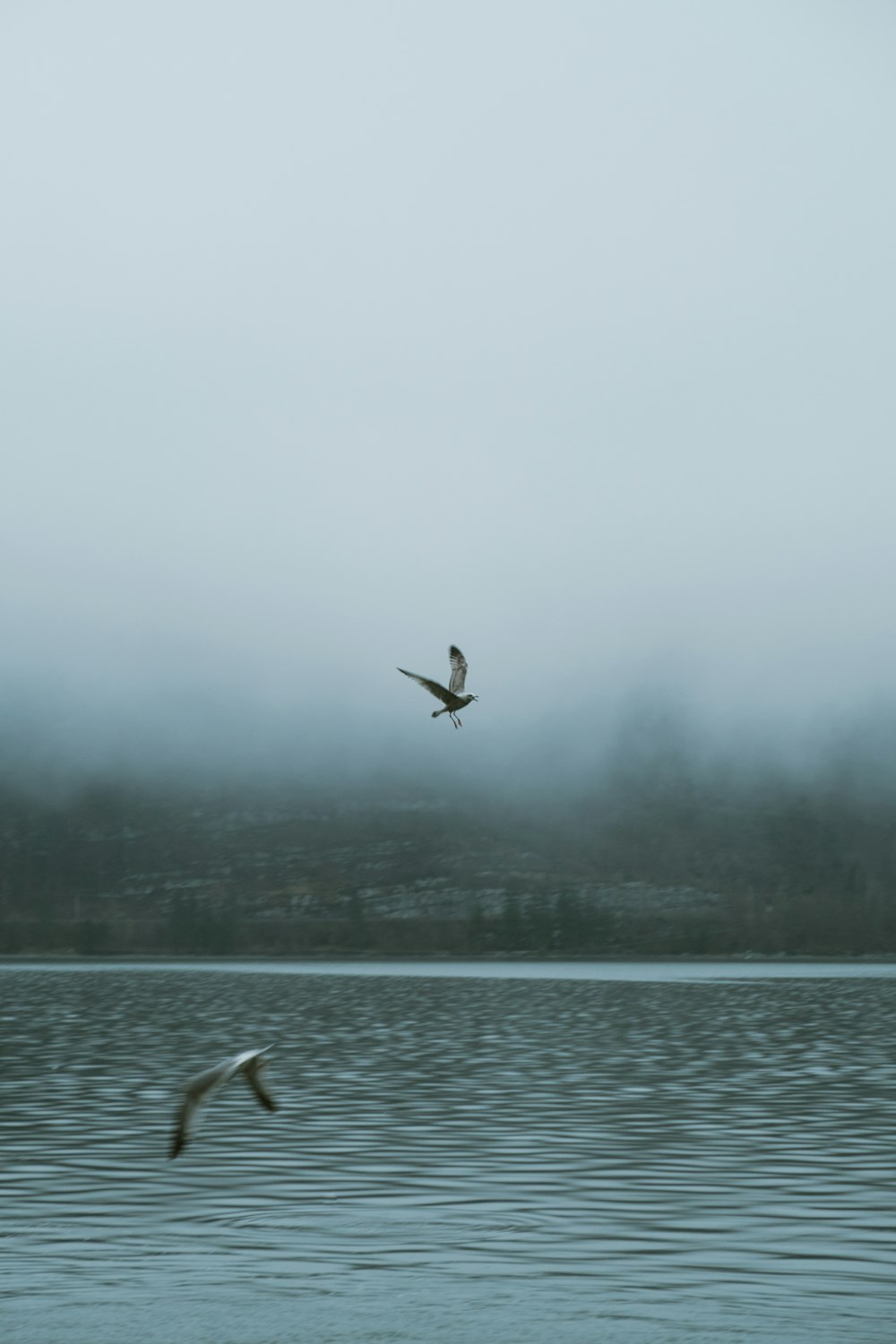 two birds flying on mid air above body of water during daytime