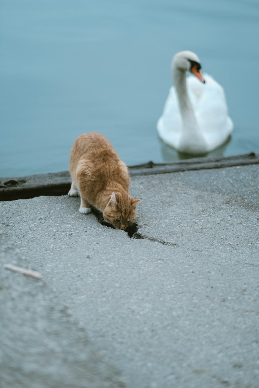 orange tabby cat near the white swan during daytime