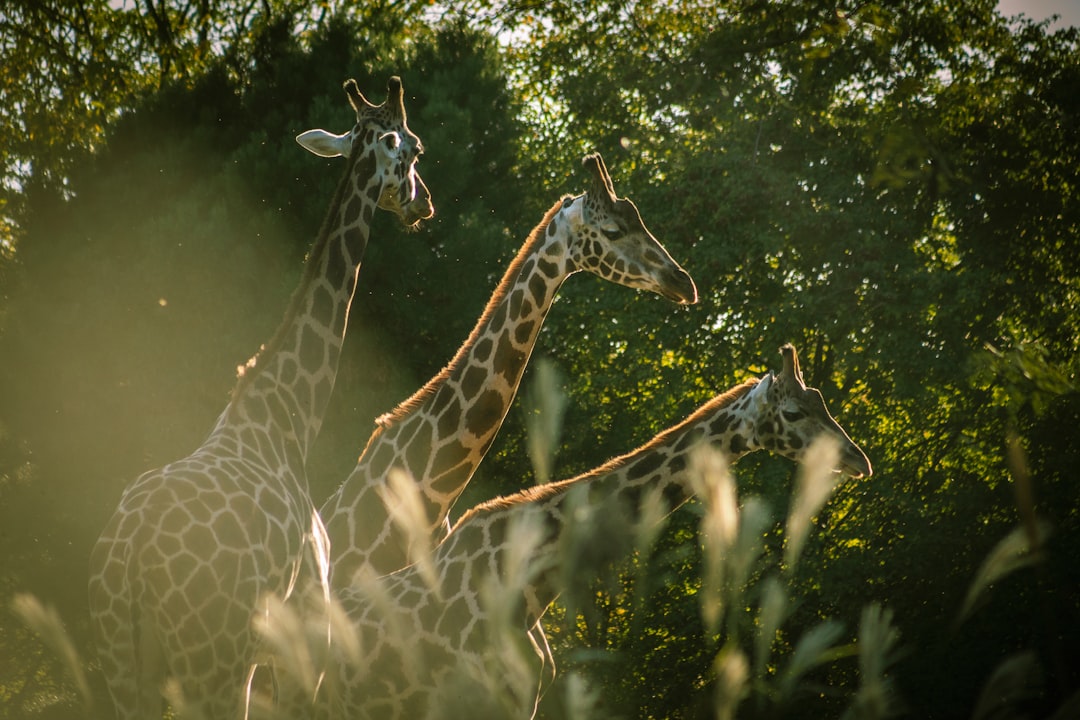 selective focus photography of three giraffes under trees