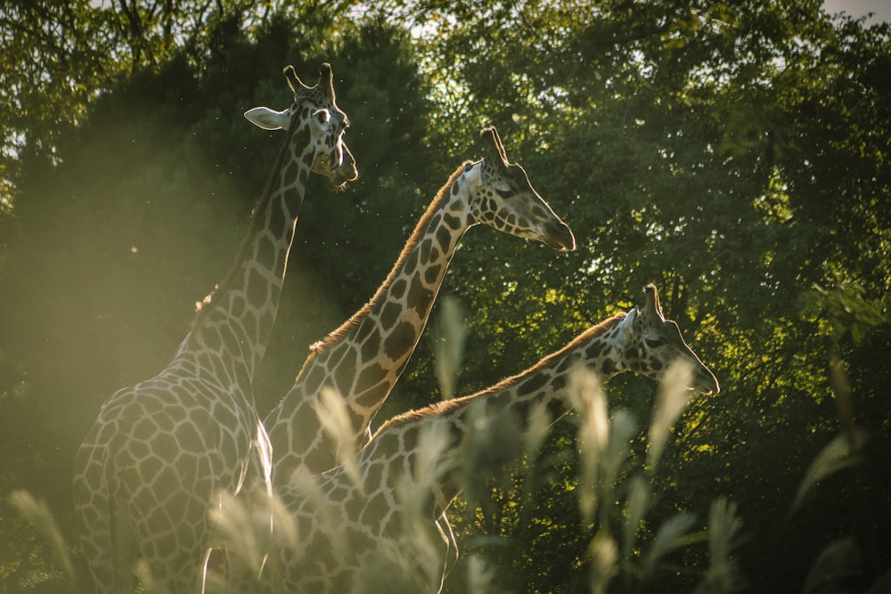 selective focus photography of three giraffes under trees