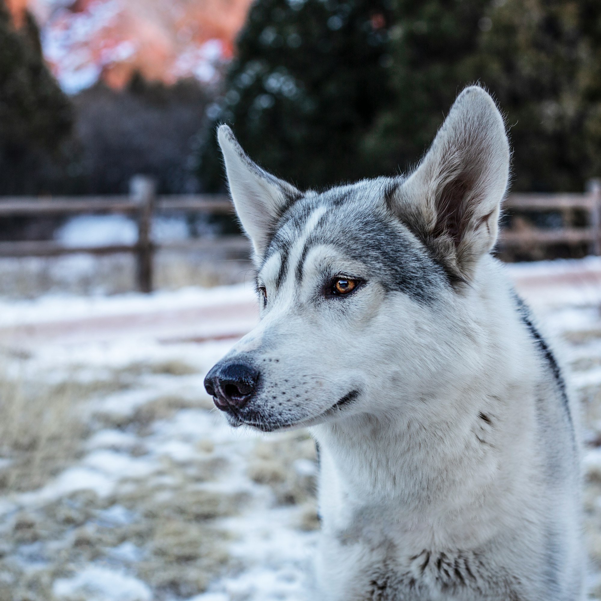 American Grey Wolf in Garden of the Gods Park in Colorado Springs.
