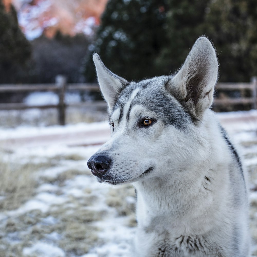 selective focus photography of white and grey short for lardge dog