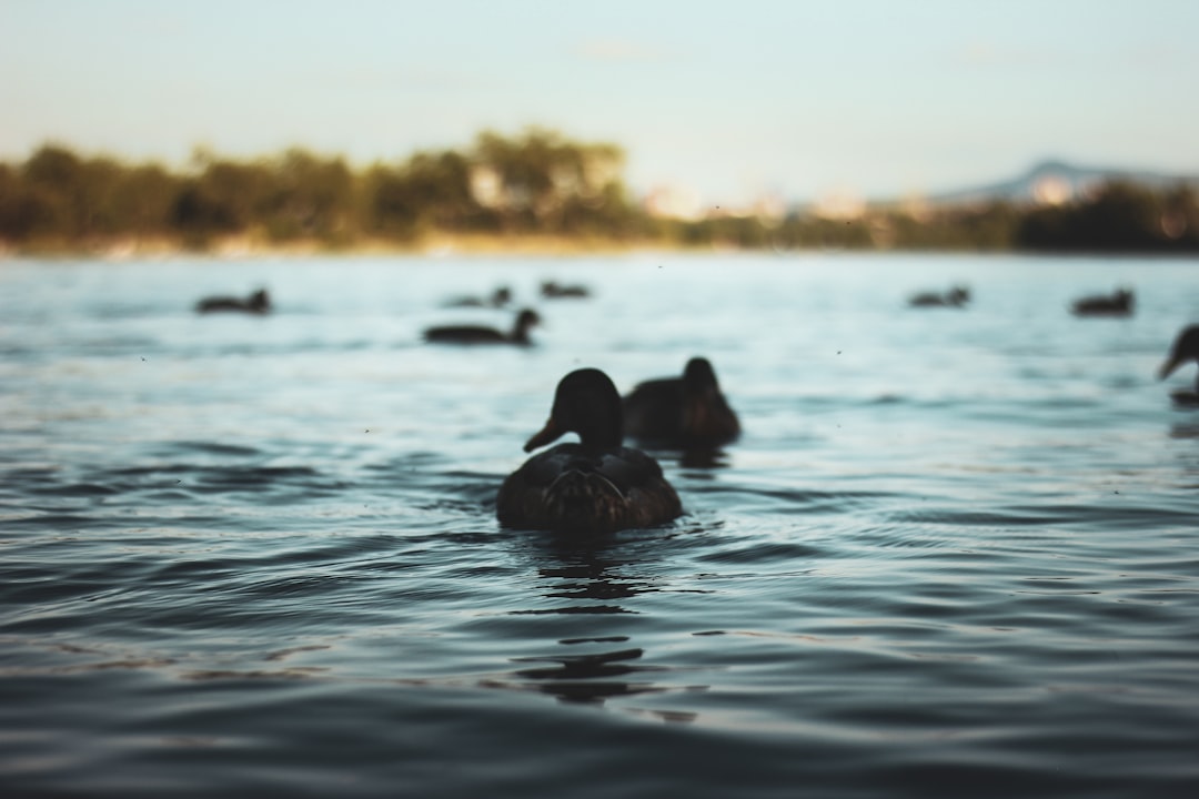 ducks swimming on body of water