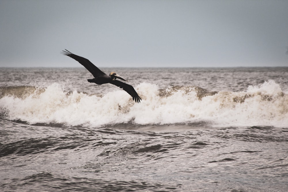 flying bird near ocean during daytime