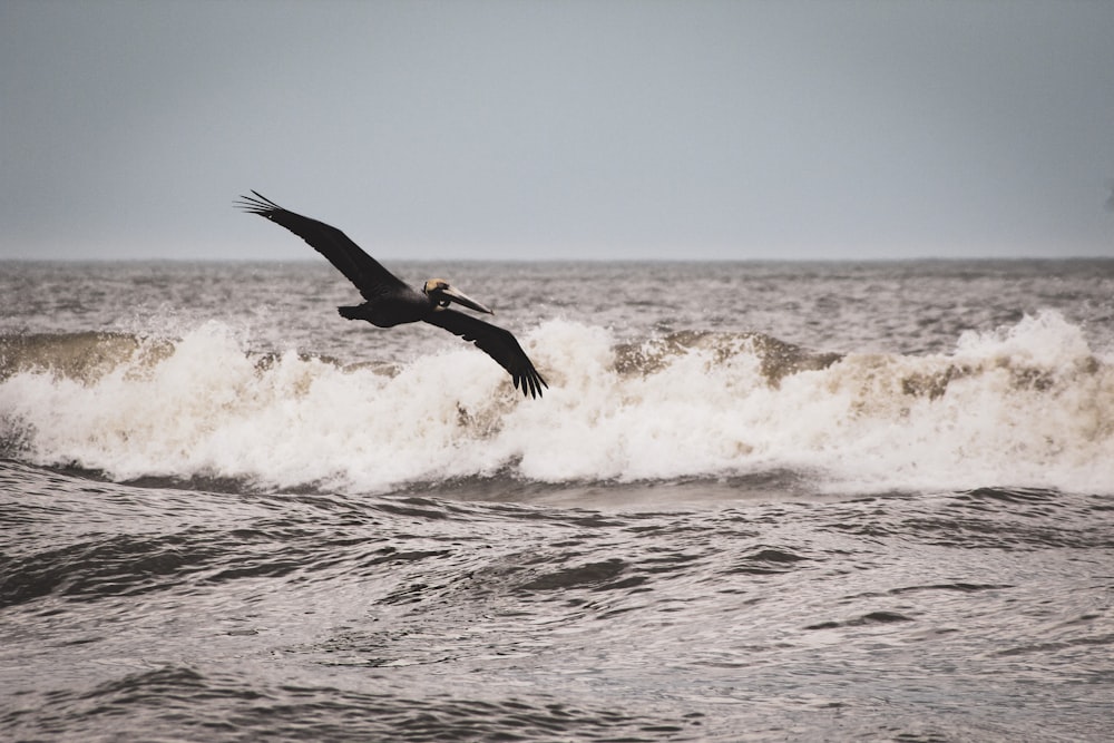 Fliegender Vogel in der Nähe des Ozeans während des Tages