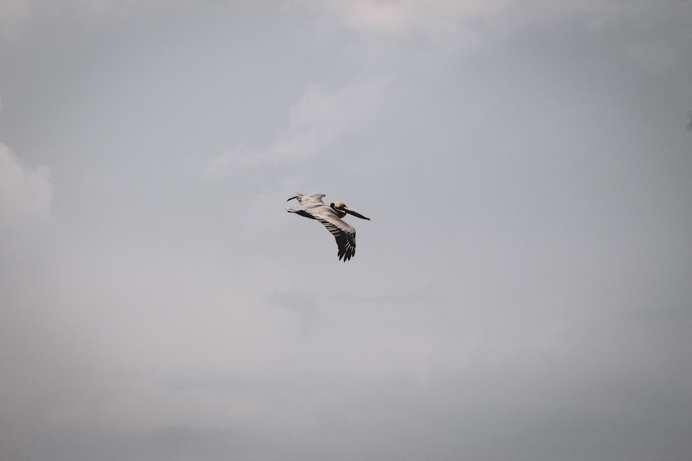 brown bird flying mid air during daytime