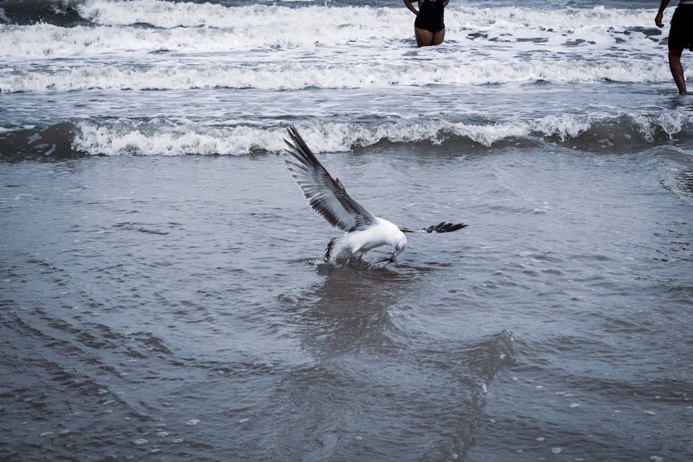 white bird on body of water