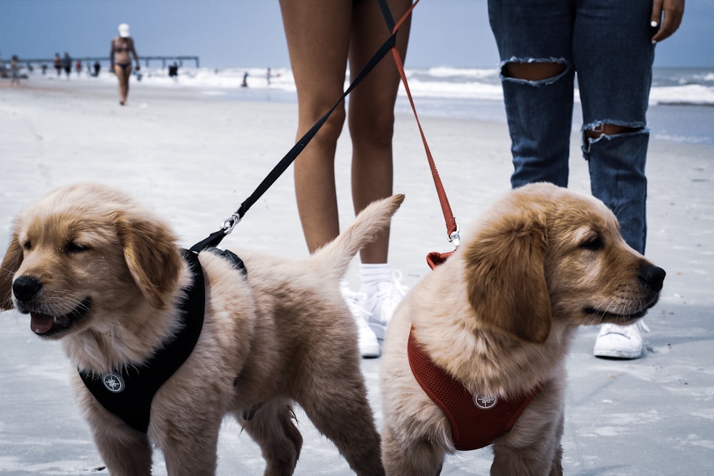 two brown Labrador retriever puppies