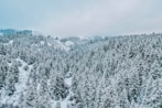 gray pine trees covered with snow during daytime