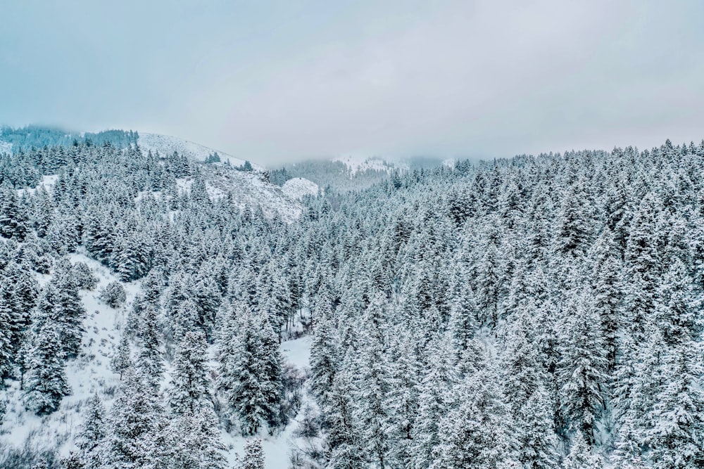 graue Kiefern, die tagsüber mit Schnee bedeckt sind