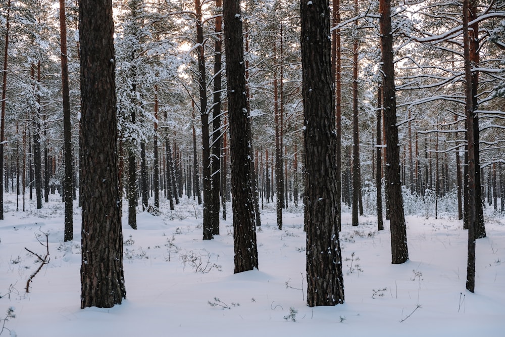 snow-covered green leafed trees during daytime