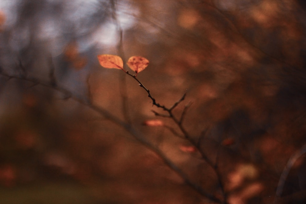 selective focus of brown leaf