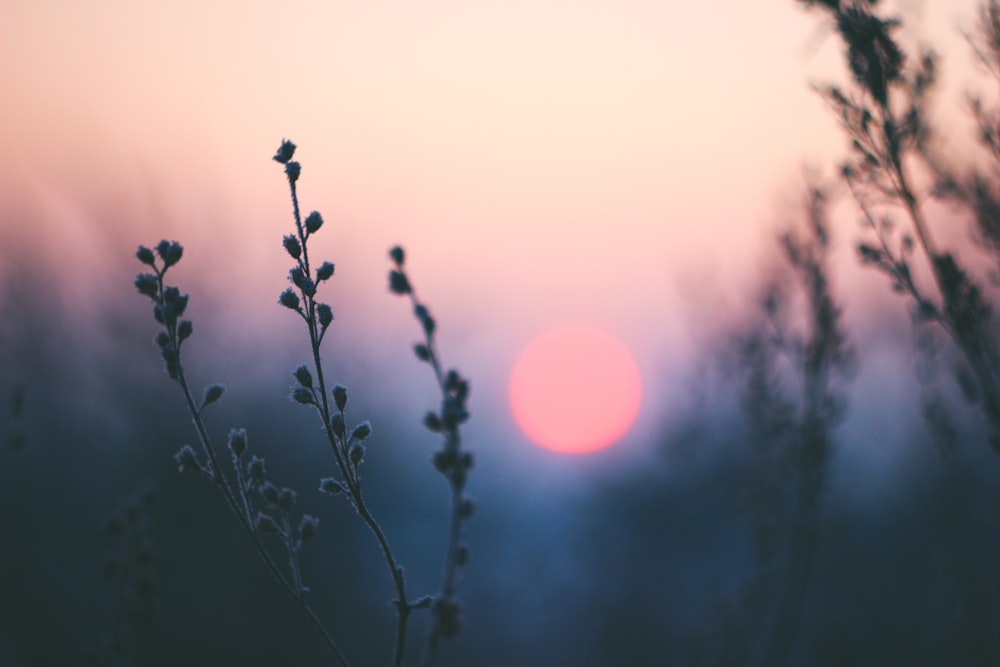 silhouette of plant during golden hour