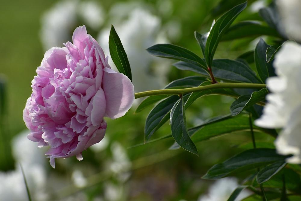 pink carnation flower