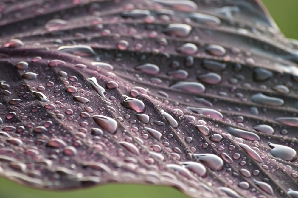 purple leaf with water selective focus photography