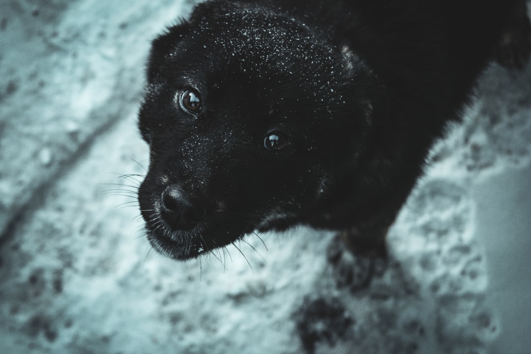 short-coated black puppy on snow selective focus photography