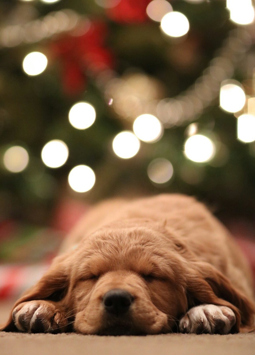 golden retriever puppy bokeh photography