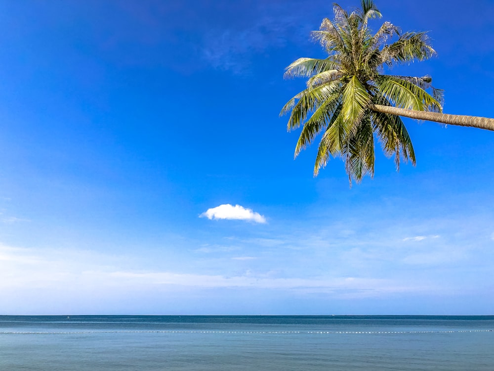 green palm tree near blue ocean water during daytime