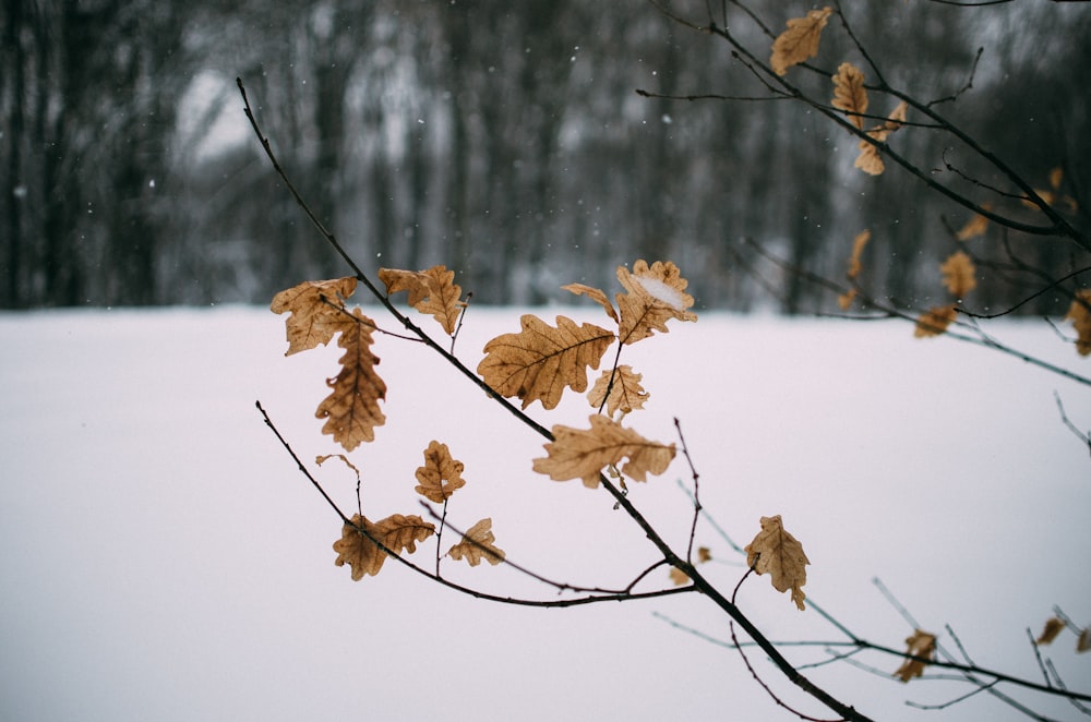 dried-leafed tree selective focus photography