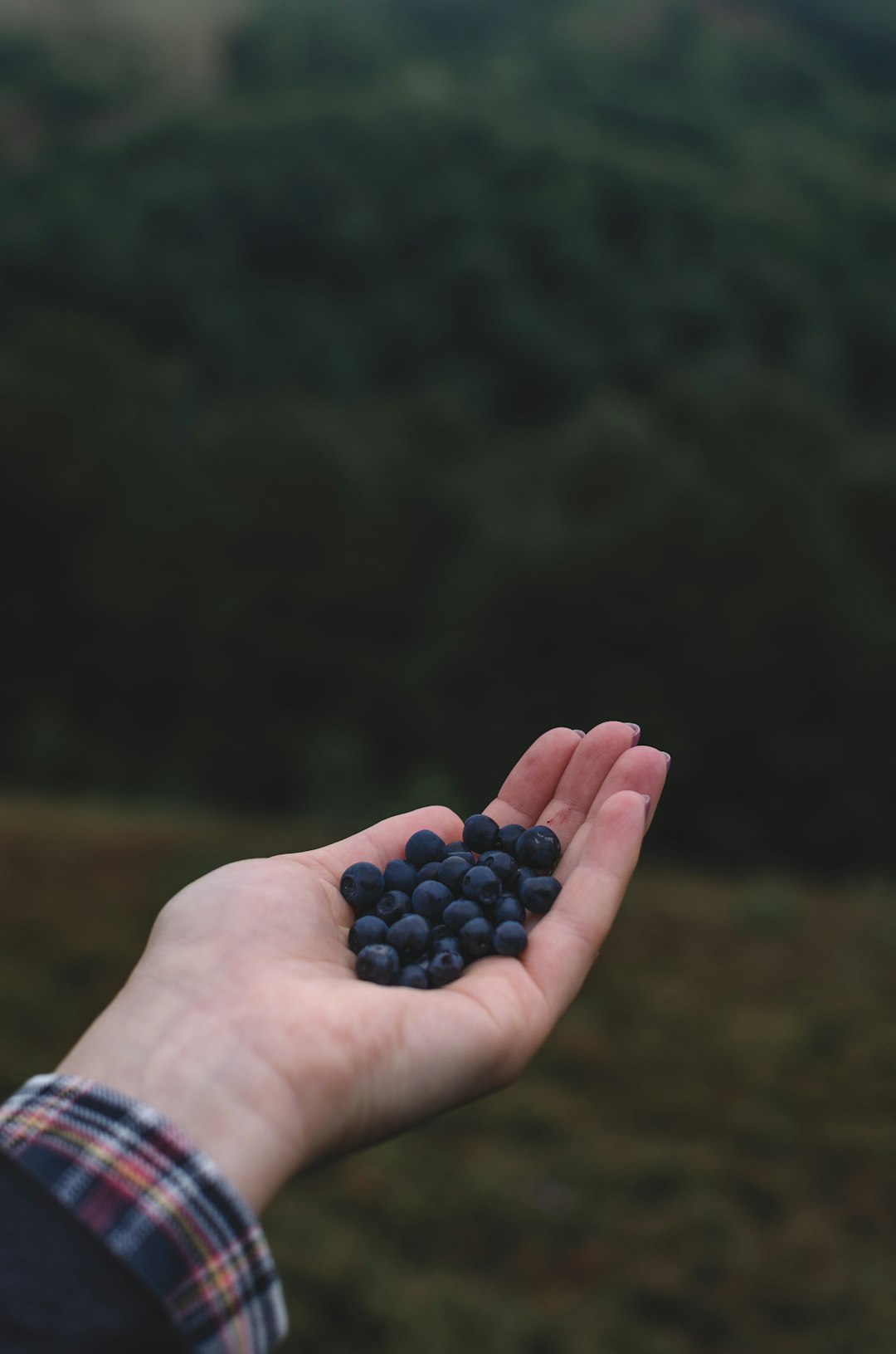 blue berries on left human hand