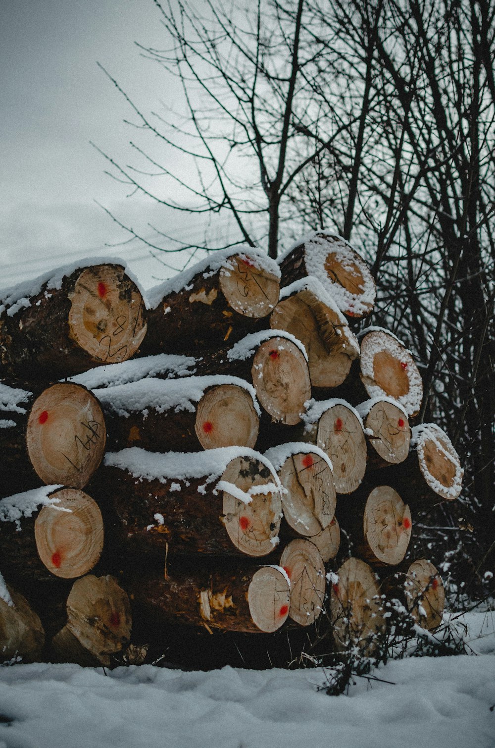 lugs cobertos de neve perto de árvores nuas