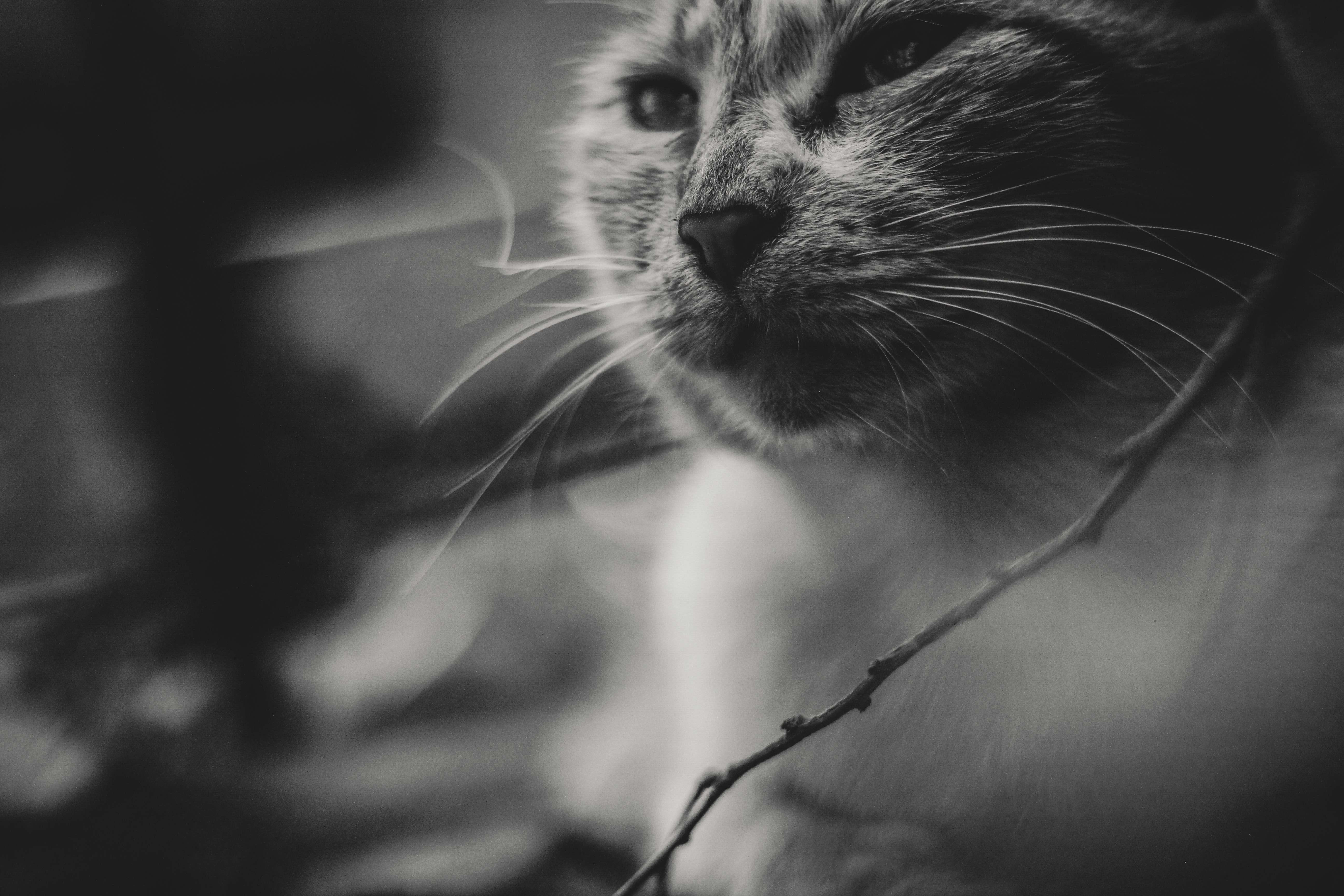 OMG！毛孩竟然也會得這種病？鏟屎官必看！