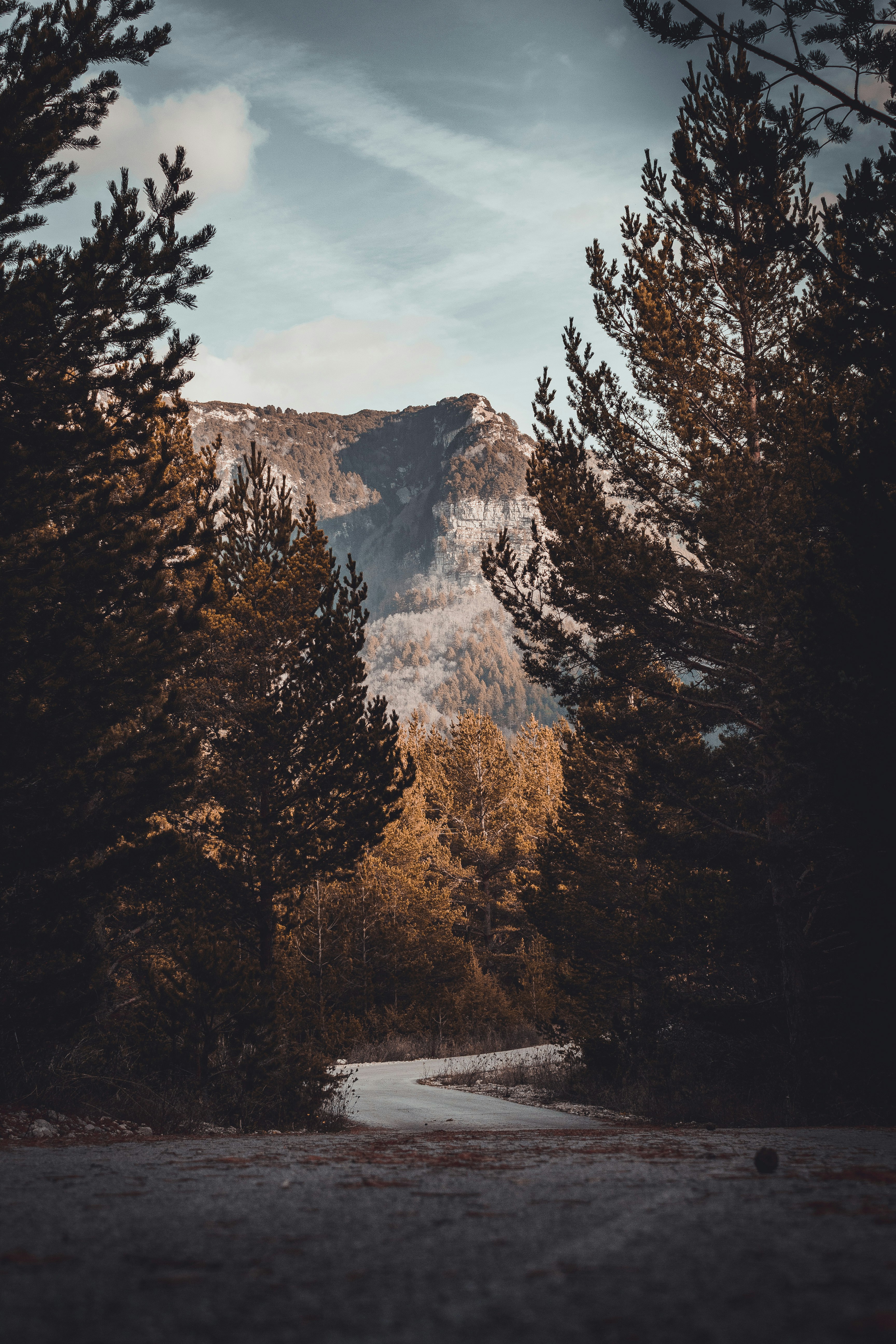 trees and mountains