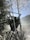 A wooden hunting stand situated among birch trees covered with frost, offering a view of the misty landscape and blue sky beyond.