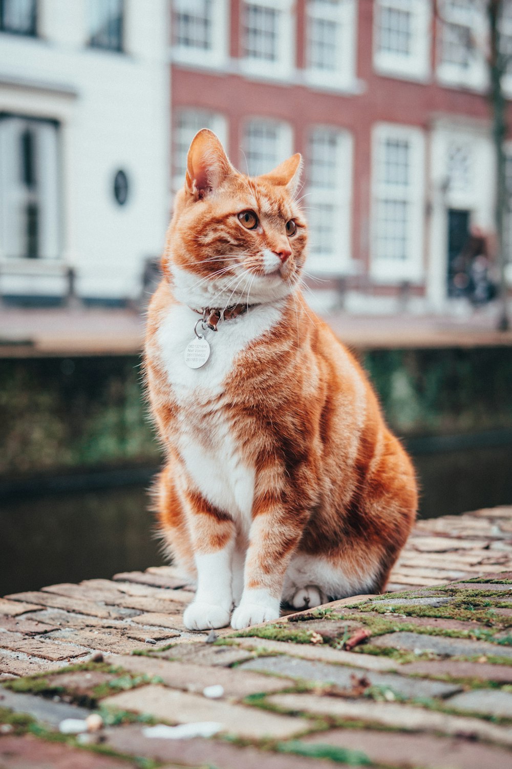 Selektive Fokusfotografie einer orange-weiß getigerten Katze