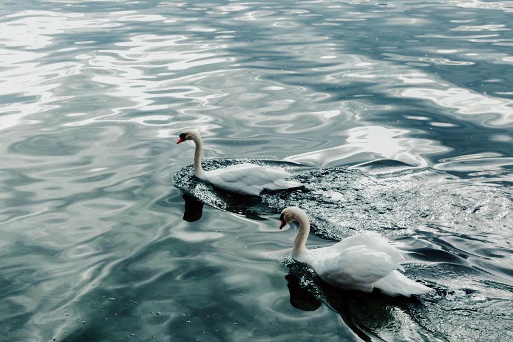 two white ducks at water during daytime