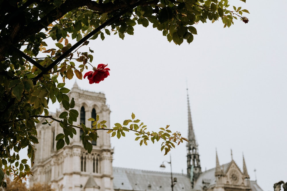 white and gray concrete cathedral