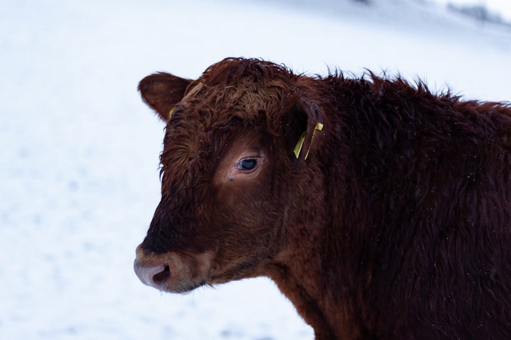 brown cow