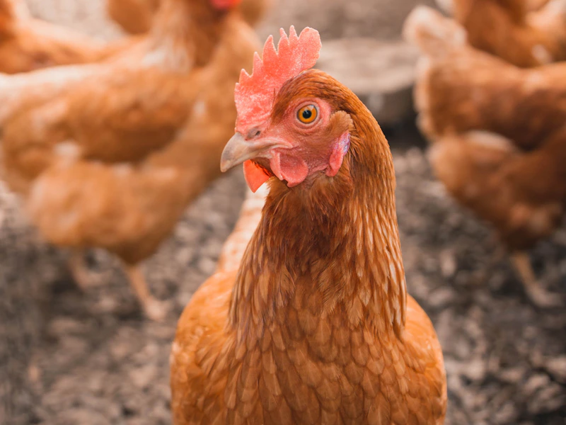 أعلاف الدواجن