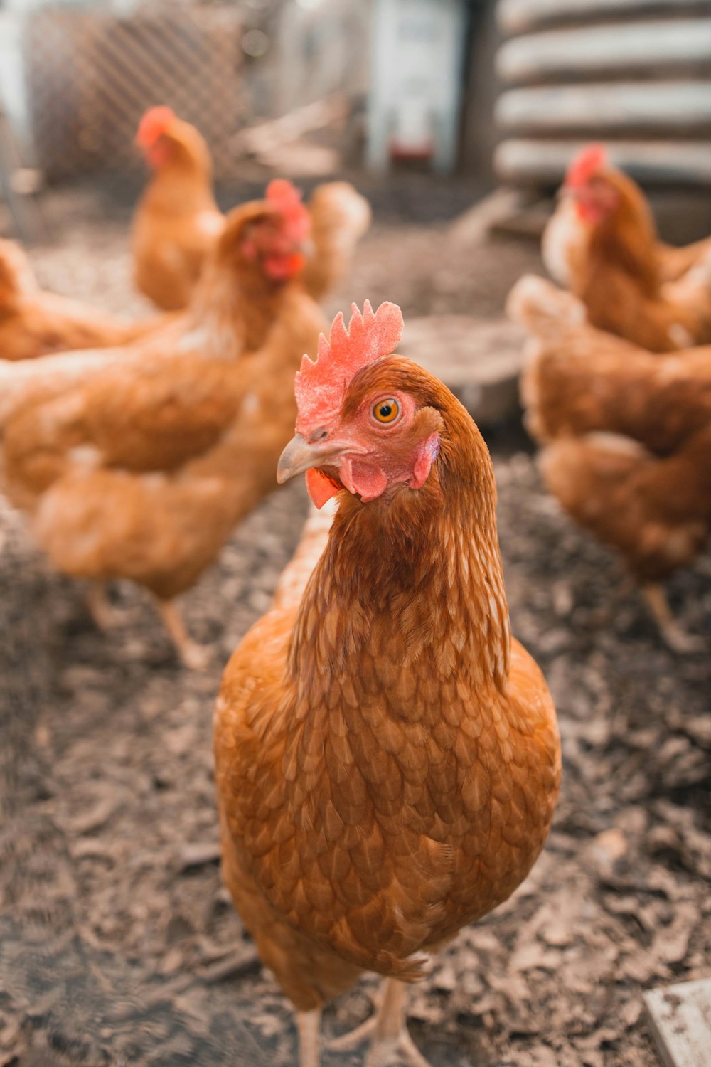 selective focus photography of brown hen