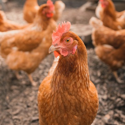 Jamaica Broilers Group