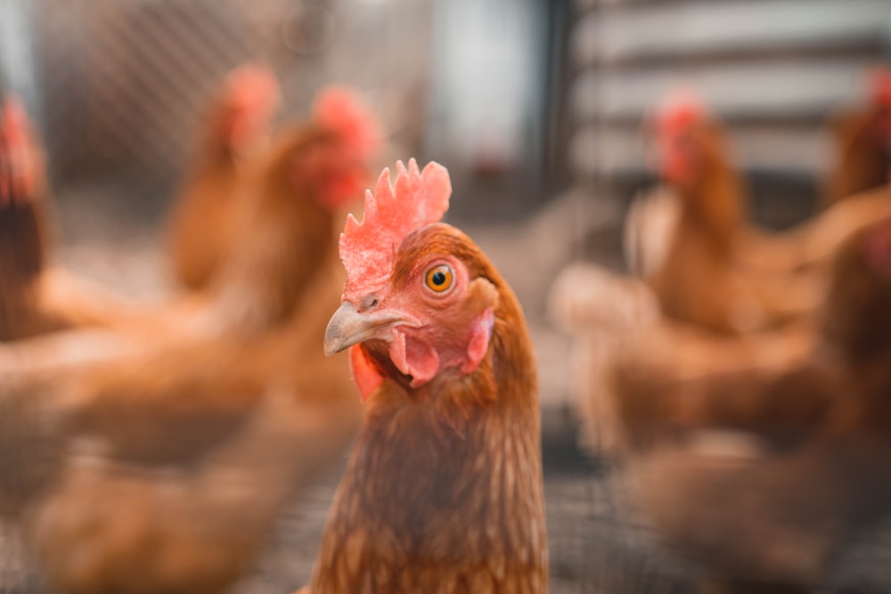 fotografia a fuoco selettiva di gallina marrone