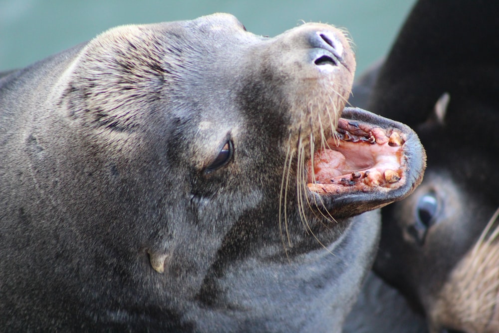 gray sea lion close-up photography