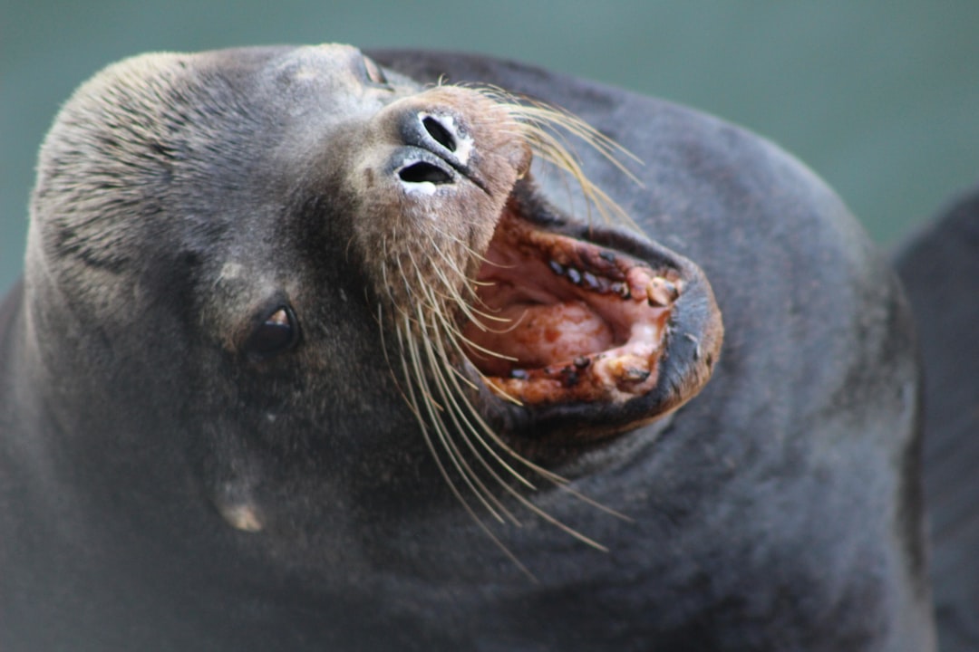 Sea Lions Feast on Salmon