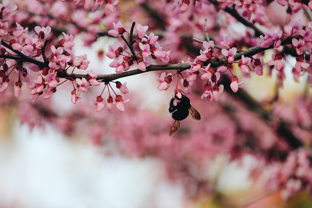 selective focus photography of black and brown bee on pink trees