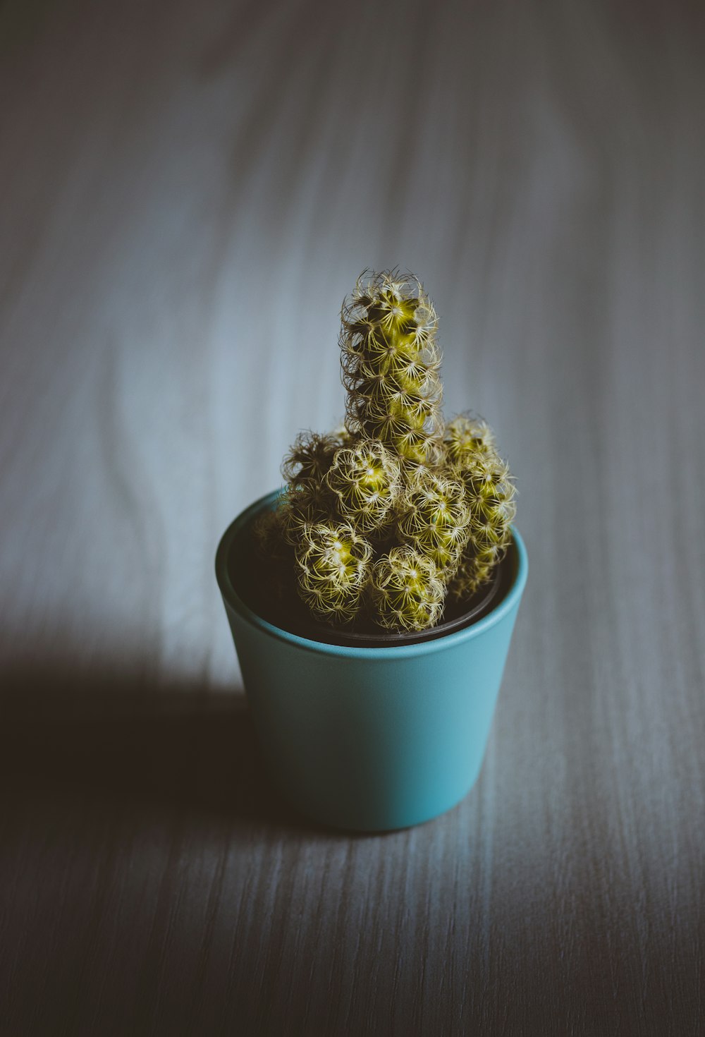 cactus plant on table