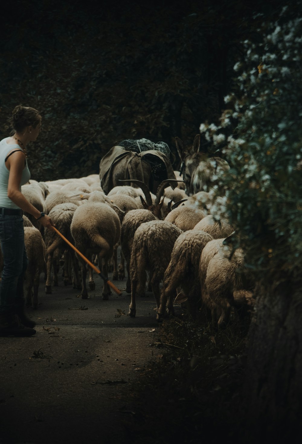 woman with group of goat during daytime