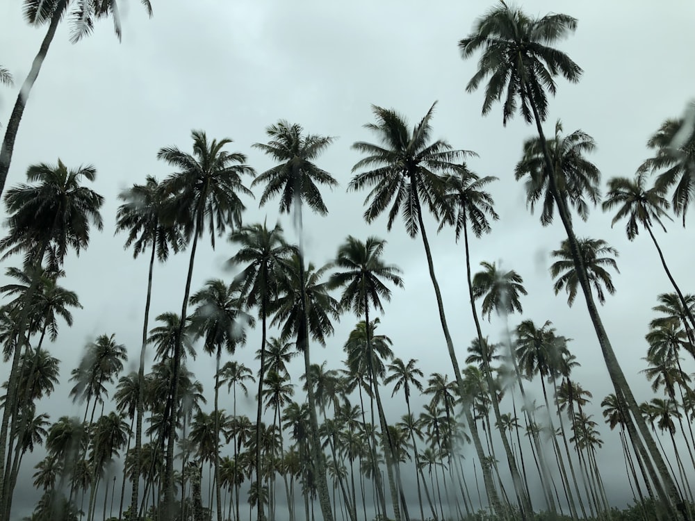 cocoteros verdes bajo el cielo blanco durante el día