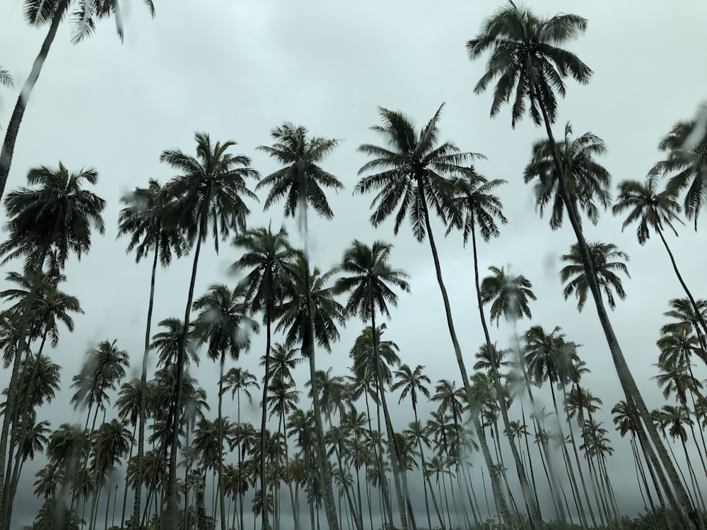 Grüne Kokospalmen unter weißem Himmel während des Tages